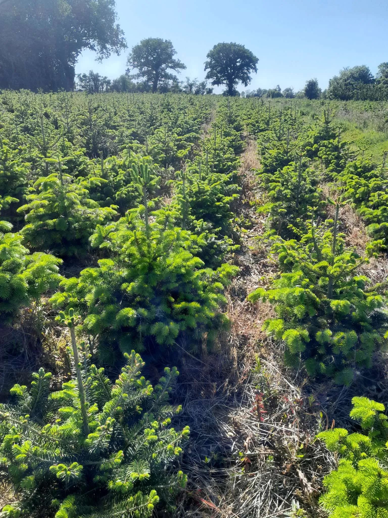 Stades de croissance - photo 1
